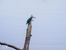 Kingfisher - Zimorodek